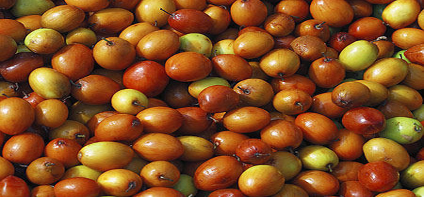 THE HEALING PROPERTIES OF BER