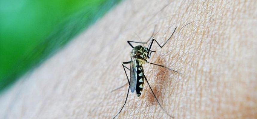 Dengue the latest looming threat to the community,  even as COVID 19 prevalence recedes