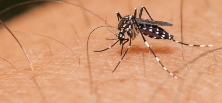 THE MENACE OF DENGUE Symptoms, Transmission, Diagnosis and Treatment