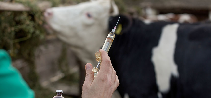 Gallop away from Glanders !