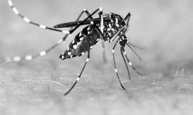 What is Dengue fever?   Symptoms, Diagnosis, Treatment & Prevention tips