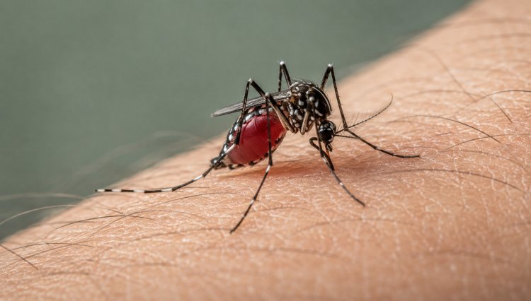 To fight chikungunya keep mosquitoes at bay