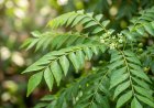 Unlocking the Health Benefits of Curry Leaves